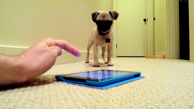 Un bébé chien joue avec une appli iPad qui fait des pets!