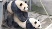 Giant Pandas Mate Successfully at Chinese Research Center