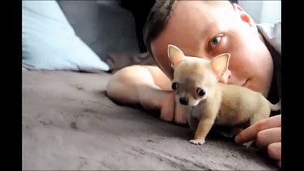 Toudi, le futur plus petit chien du monde ?