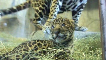 Les premiers pas d'un bébé jaguar