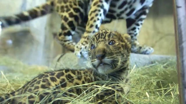 Les premiers pas d'un bébé jaguar