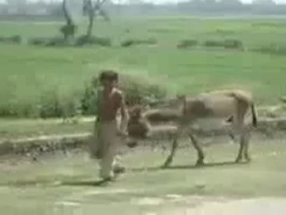 ▶ Funny Clip Donkey & Boy