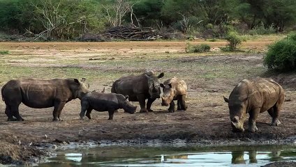 Amazing !! Rhino Lifting Baby Zebra Stuck In Mud in South Africa 2015