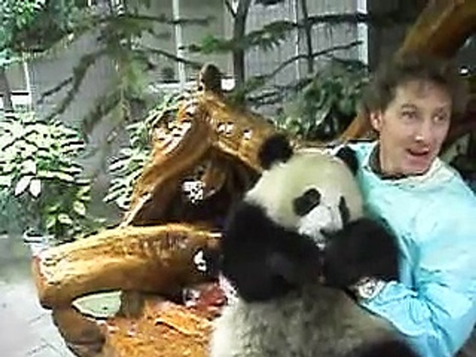 big panda
