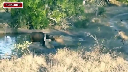Compilation!! Amazing Lion Vs Buffalo in National Park Zambia 2015