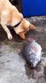 Balıkları yaşatmaya çalışan köpek