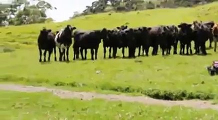 İneklerin oyuncak araba ile imtihanı