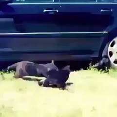 Kavga eden kedileri köpekler ayırdı