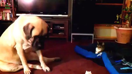 Kedi ve köpeklerin yatak mücadelesi