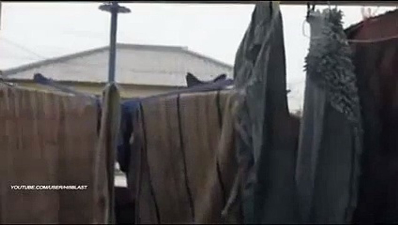 Salak Kedi
