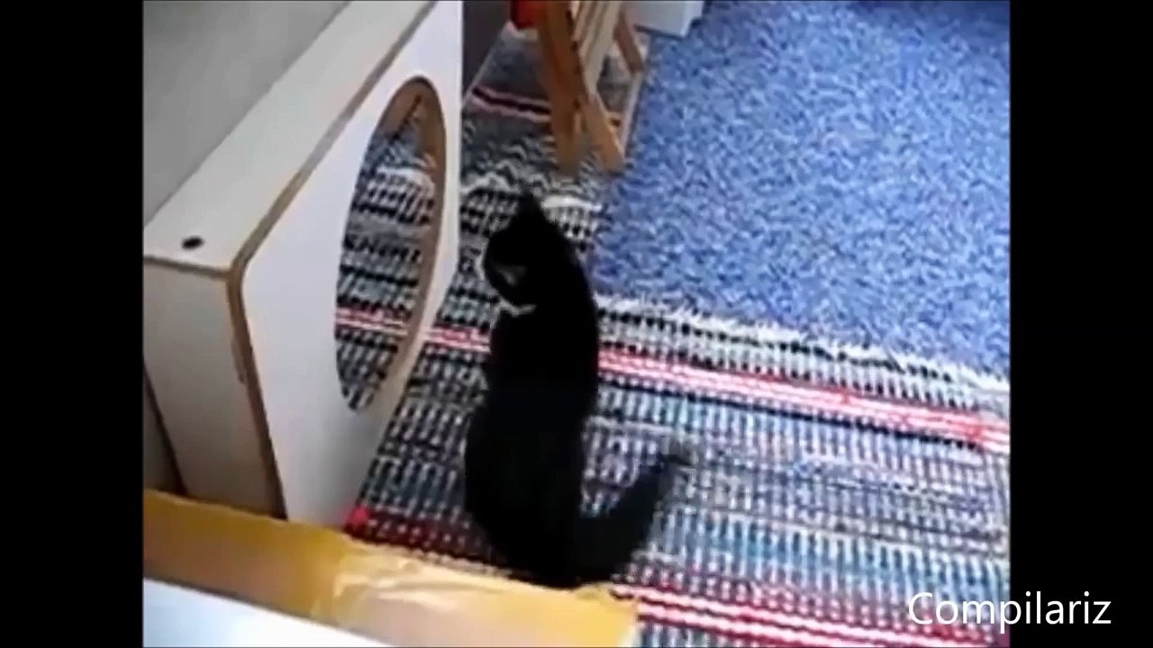 Animals vs Mirrors Compilation
