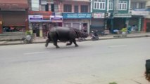 Rhino Strolling In The Streets Of Nepal