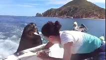 Feeding the Sea Lions!