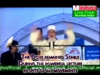 Dr.ALLAMA TAHIR UL QADRI ADDRESSING WHILE THE DOVE SITTNG COLOSE TO HIM