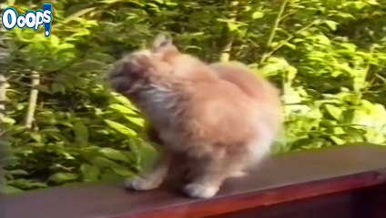 FUNNY VIDEOS 2015 FUNNY CAT VIDEOS FUNNY CATS COMPILATION FUNNY ANIMALS COMPILATION 2015