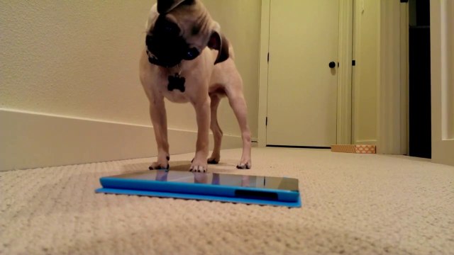 Pug puppy playing with fart app on iPad