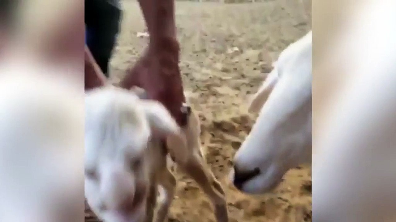 Lamb with human-like features including eyes, nose and mouth is born on a farm in Russia