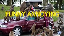 Funny annoying monkeys - Cute and funny monkey compilation