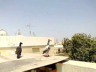 Kara Keşpir Orans ve Siyah Ges Güvercini