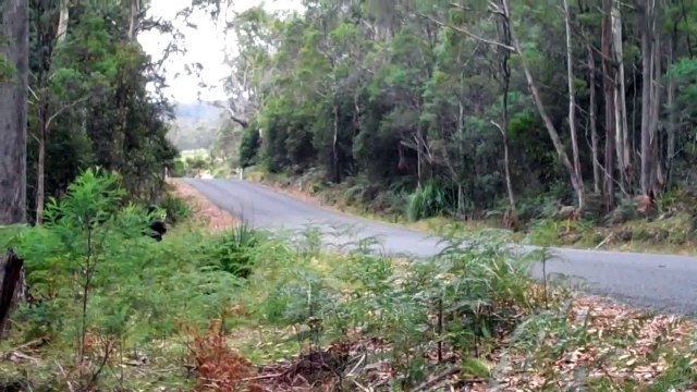 Fast Cars - Loud V8 Holden Torana Automobile Vehicle - Targa Tasmania 2011