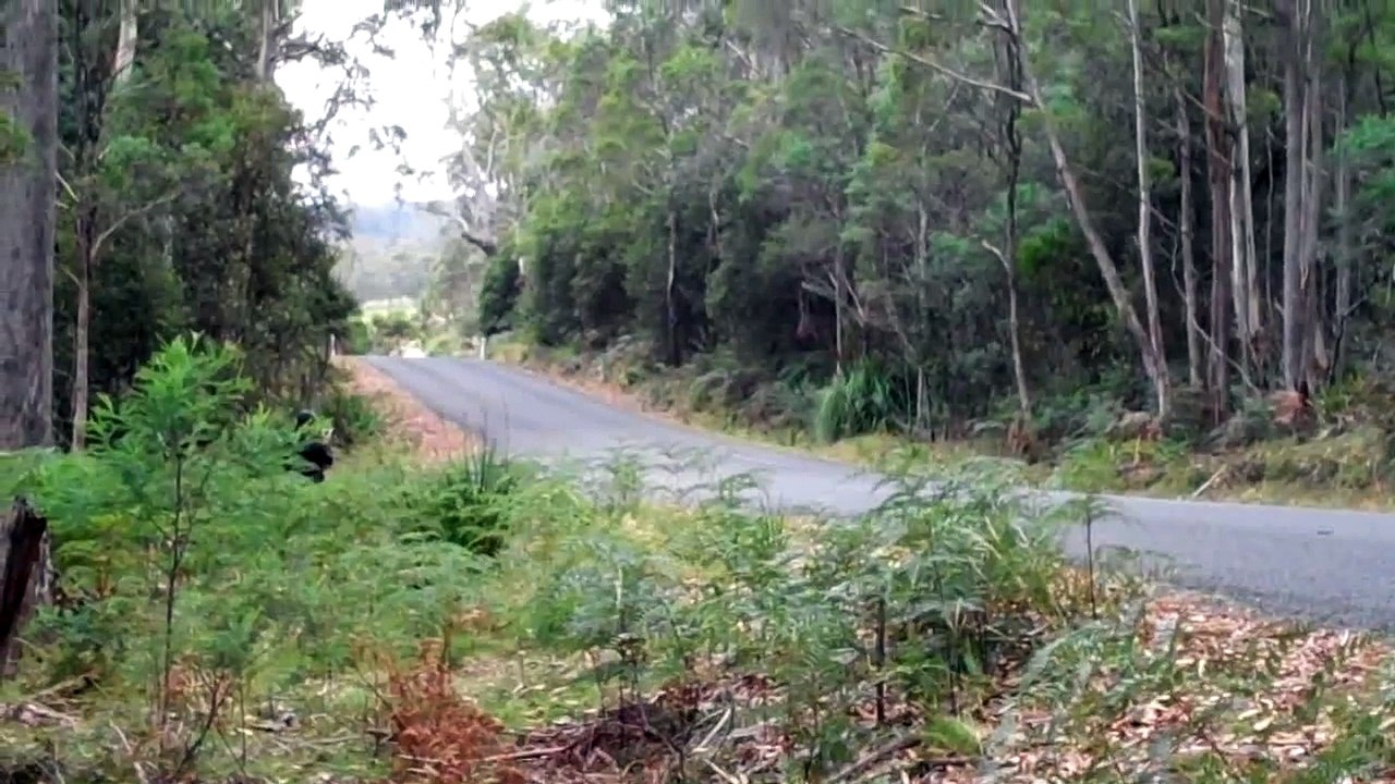 Fast Cars - Loud V8 Holden Torana Automobile Vehicle - Targa Tasmania 2011
