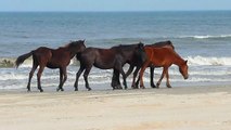 Wild Horses on the Outer Banks, NC