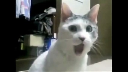 Very Funny Cat videos _that make you laugh_ and _cry funny cat videos_ try not t