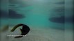 Dunya News - Watch amazing moment fish head swims without its body after being gutted by an angler