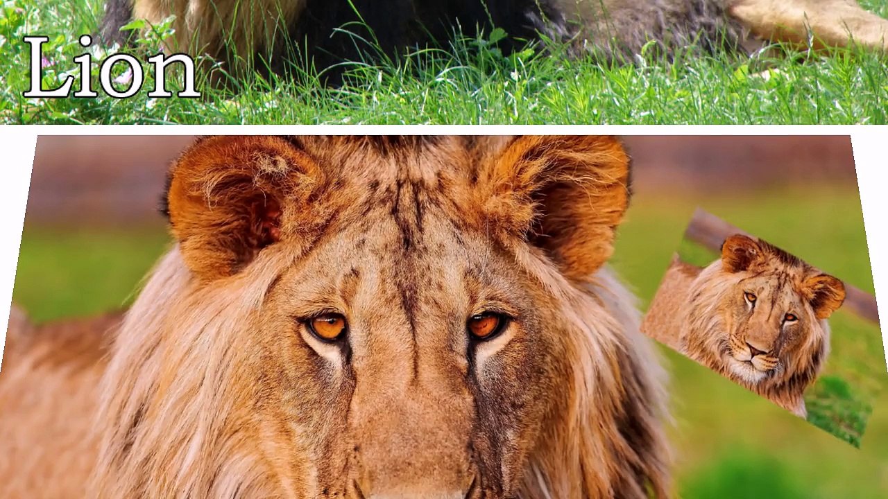 Amazing Wild Cats