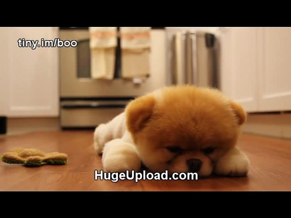 Boo - The World s Cutest Dog - Greatest Hits! ( All Videos HQ ) - MUST SEE!