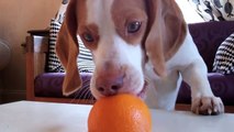 Cute Puppy vs. Orange   Cute Dog Maymo