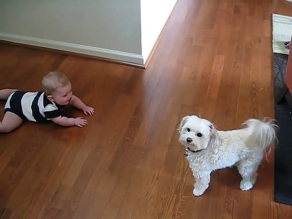 Dancing Dog Laughing Baby