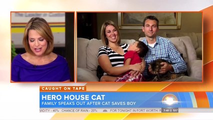 Hero House Cat Saves Boy From Dog Attack - Today Show - May 15 2014
