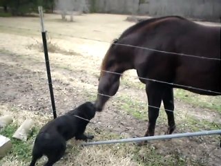 Horse and dog play together.