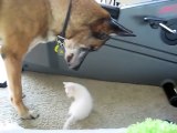 Retired Military Working Dog discovers first kitten