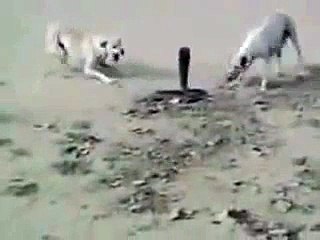 Snake Killed by Dogs | Apkatv