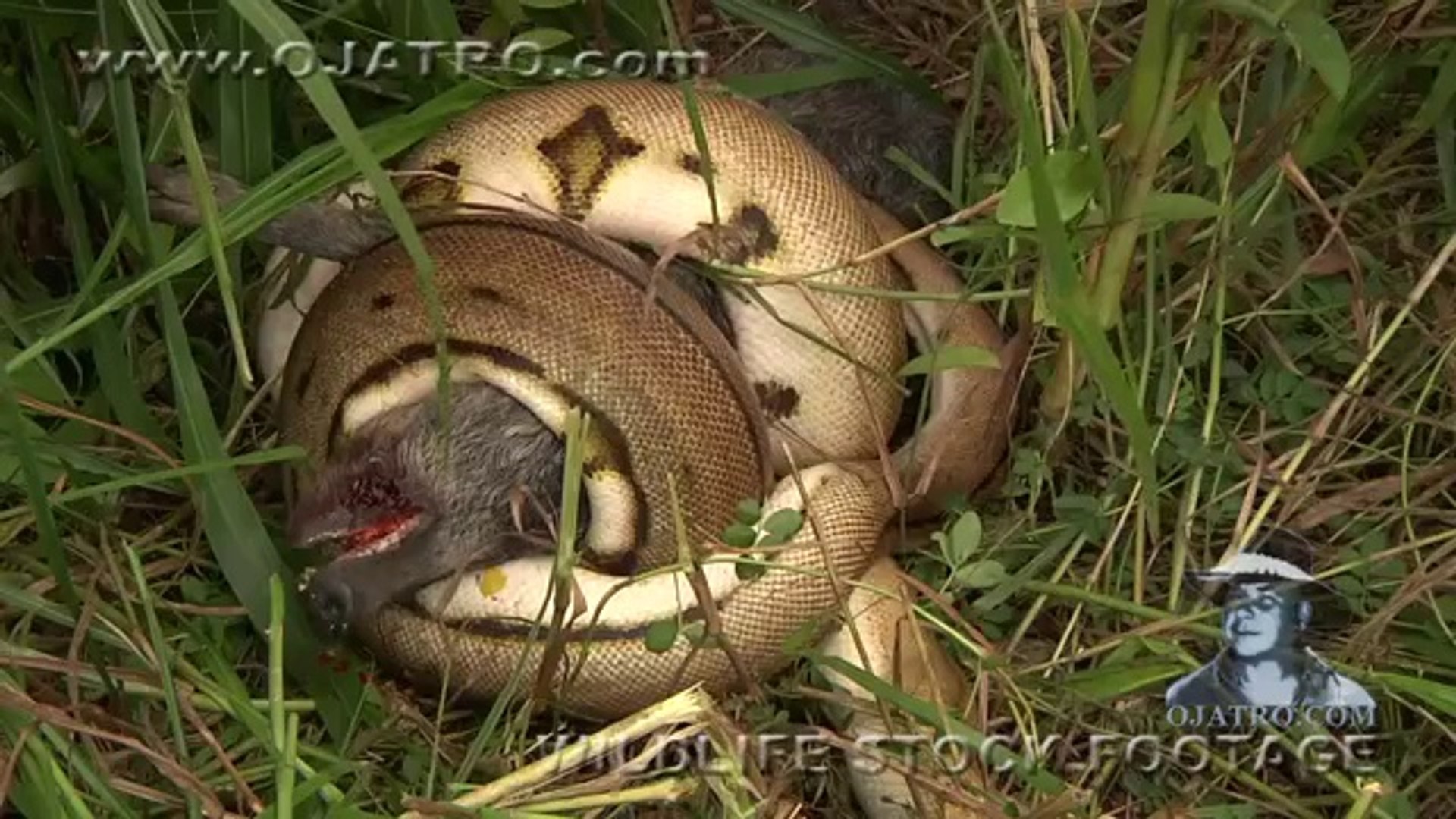 Anaconda Eats Pig