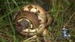 Python Kills Pig - Dangerous Animal Video -