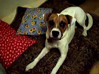 TALKING DOG!!!! Speaks  Go Away  (Perro habla  vete )