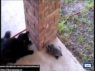 Dunya News - Light stories from all over the world