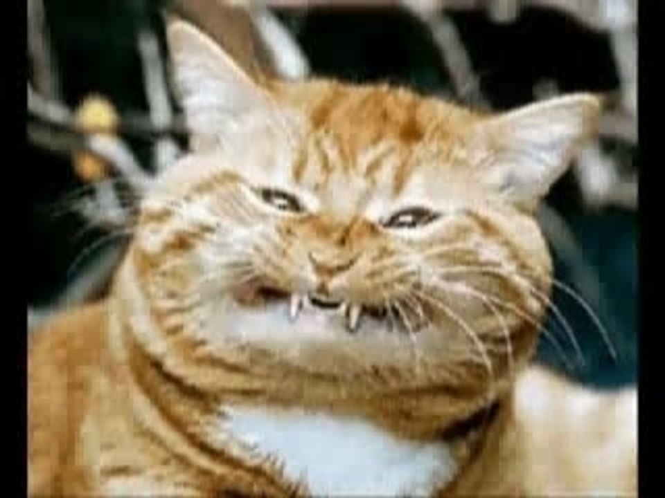 FUNNY ANIMALS !!