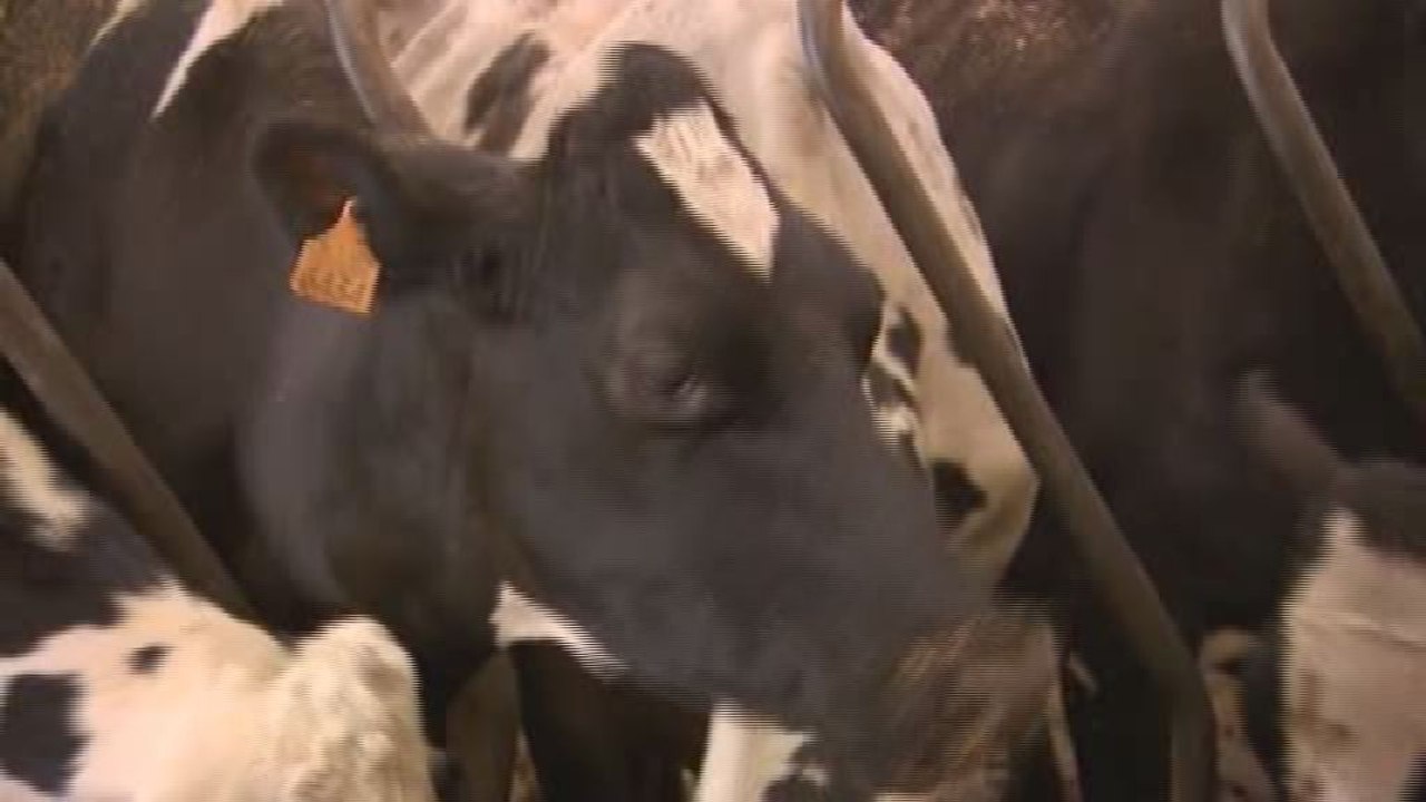 Suppression des quotas laitiers : "Qui va traire nos vaches demain ?"