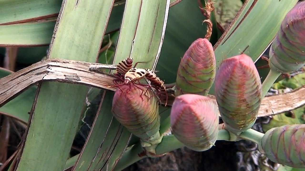 Episode 106, Skeleton Coast Park, Namibia