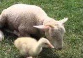 Lamb Gets Groomed by a Gosling