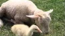 Lamb Gets Groomed by a Gosling