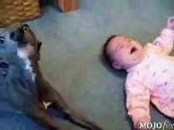 A Dog Imitating A Crying Baby (Hilarious Clip)