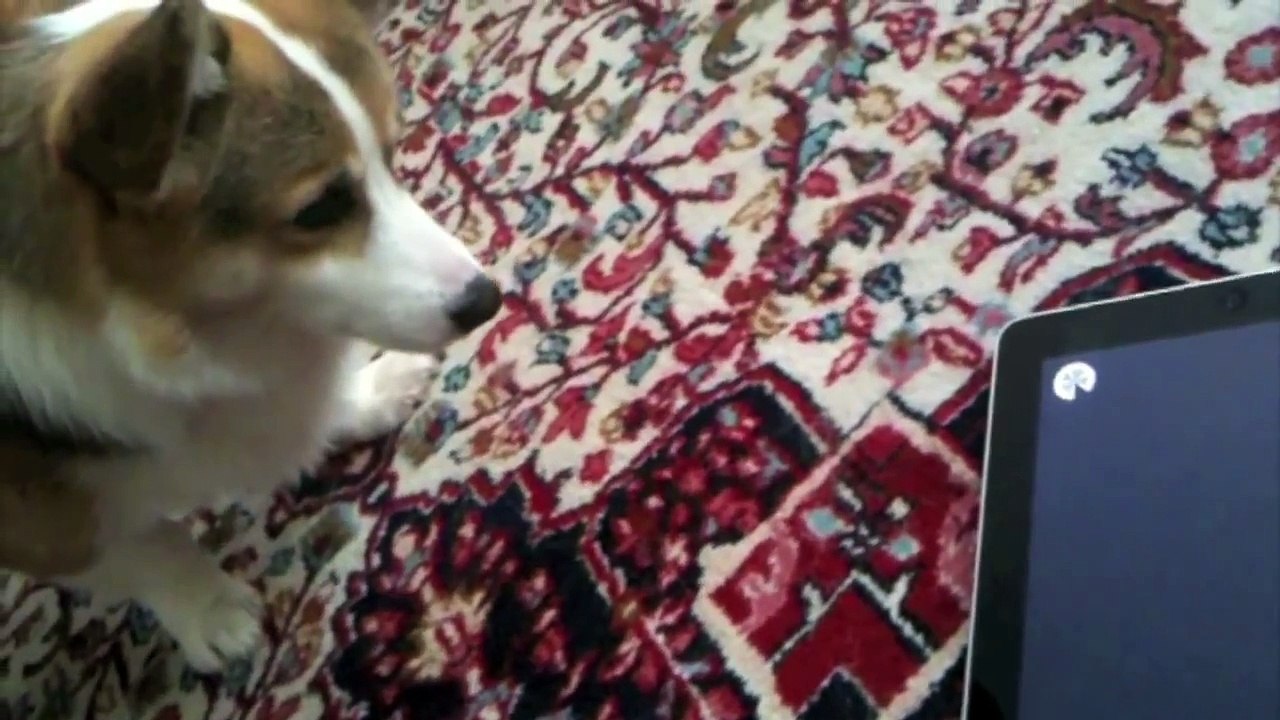 A Dog Tests the iPad - Tested.com