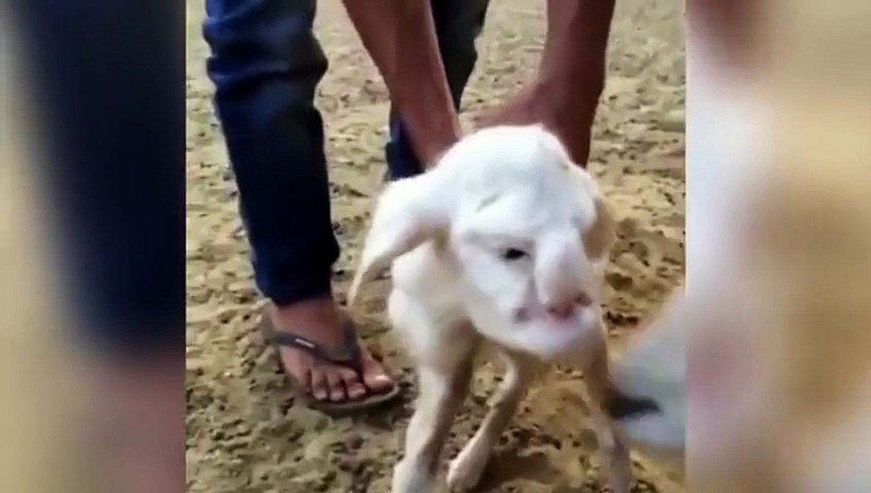 Lamb with human-like features including eyes, nose and mouth is born on a farm in Russia