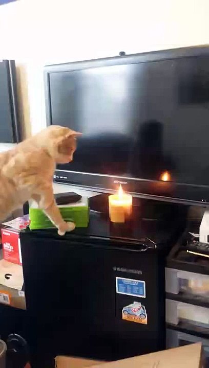 Cat vs. Candle