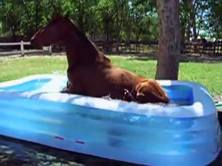 Quand un Cheval découvre une Piscine